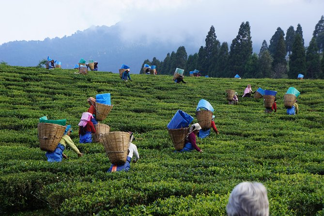 Tea Plantation & Factory Visit